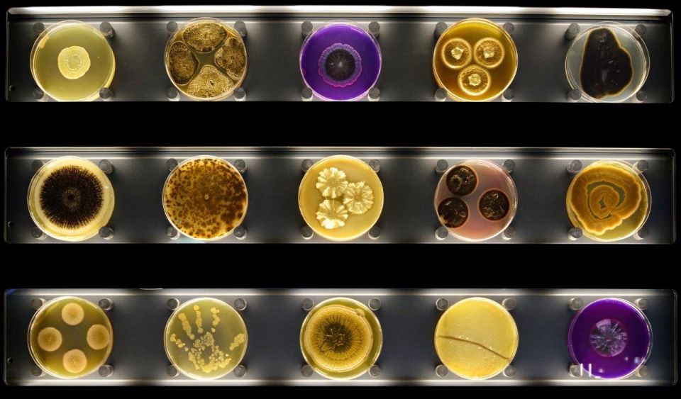 Amsterdam: ARTIS-Micropia Microbe Museum Entry Ticket - Quick hits before you go
