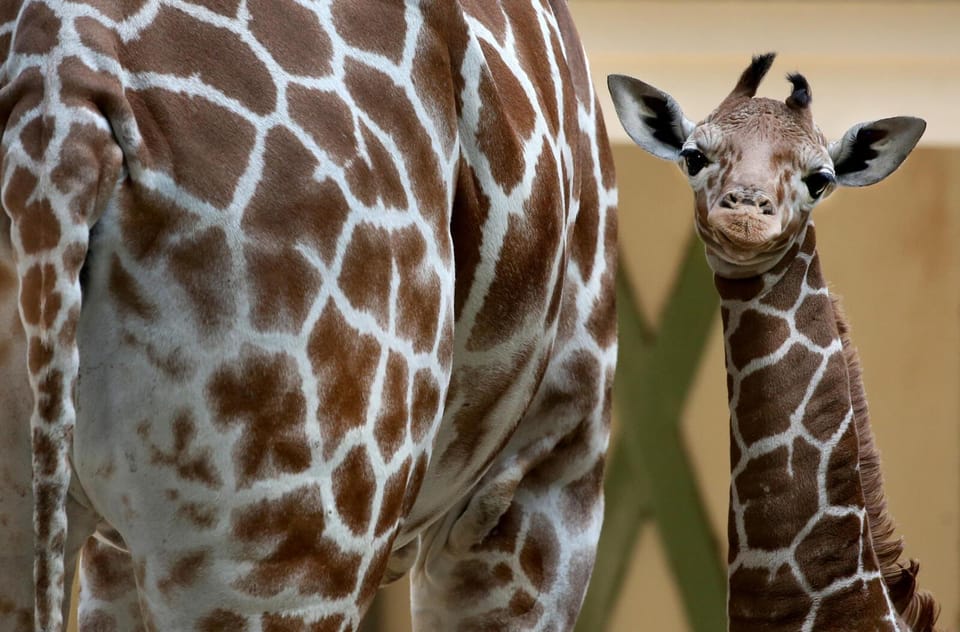 Amsterdam: Artis Royal Zoo & ARTIS-Micropia Combo Ticket - Key Things I’d Prioritize