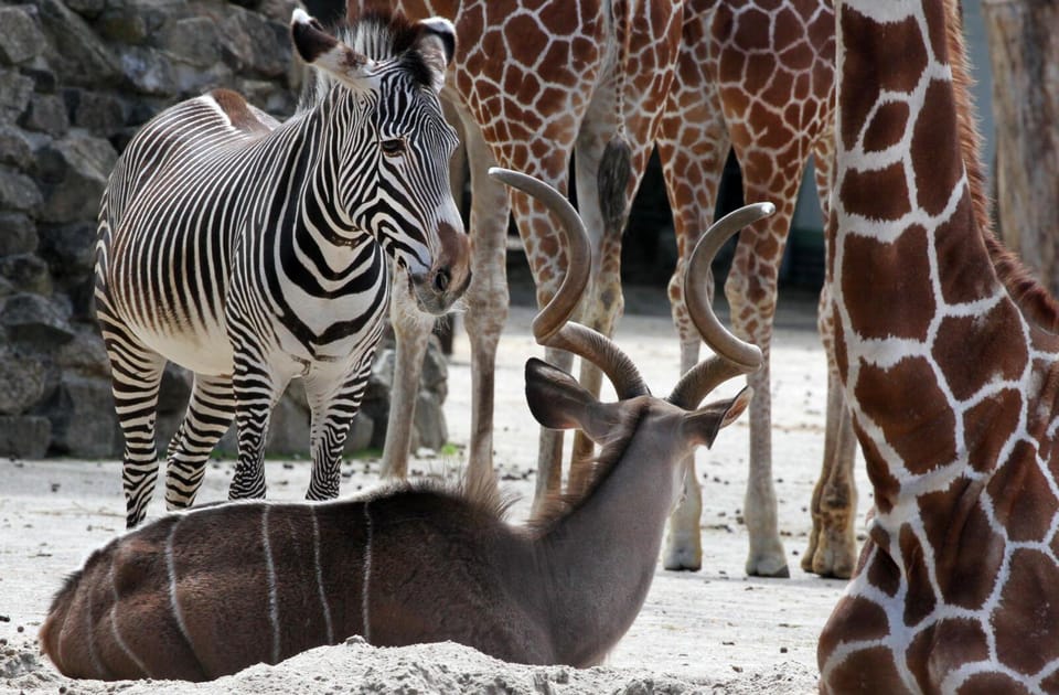 Amsterdam: Artis Royal Zoo & ARTIS-Micropia Combo Ticket - Food, Pace, and How Long This Really Takes