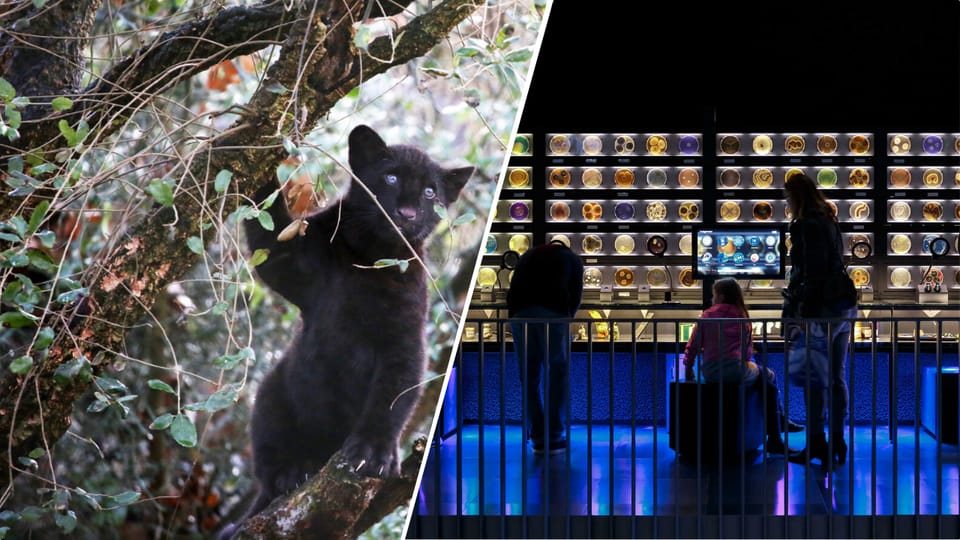 Amsterdam: Artis Royal Zoo & ARTIS-Micropia Combo Ticket - Entering ARTIS + Micropia: Why This Combo Makes Sense
