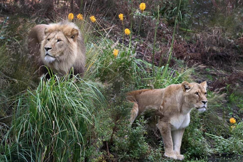 Amsterdam: ARTIS Royal Zoo Entry Ticket - Key things to know before you go