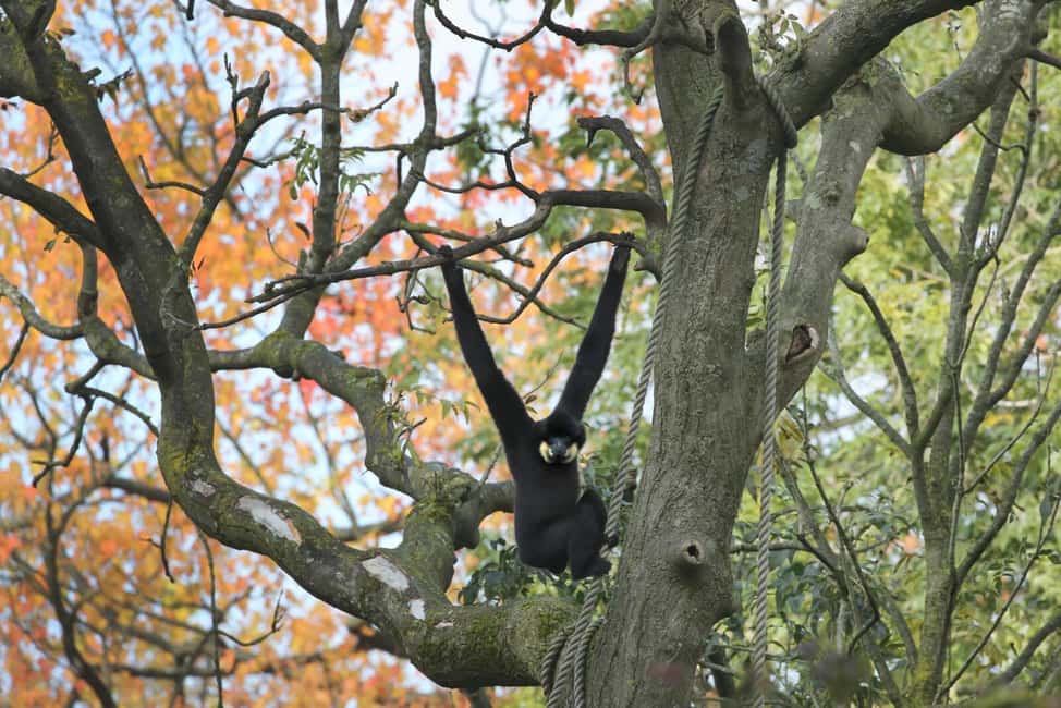 Amsterdam: ARTIS Royal Zoo Entry Ticket - Food, comfort, and the practical stuff that makes a zoo day easier