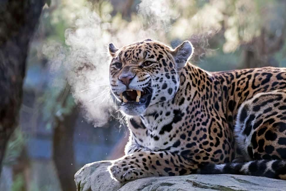 Amsterdam: ARTIS Royal Zoo Entry Ticket - Newborn jaguar cub and mother: how that highlight changes the whole day