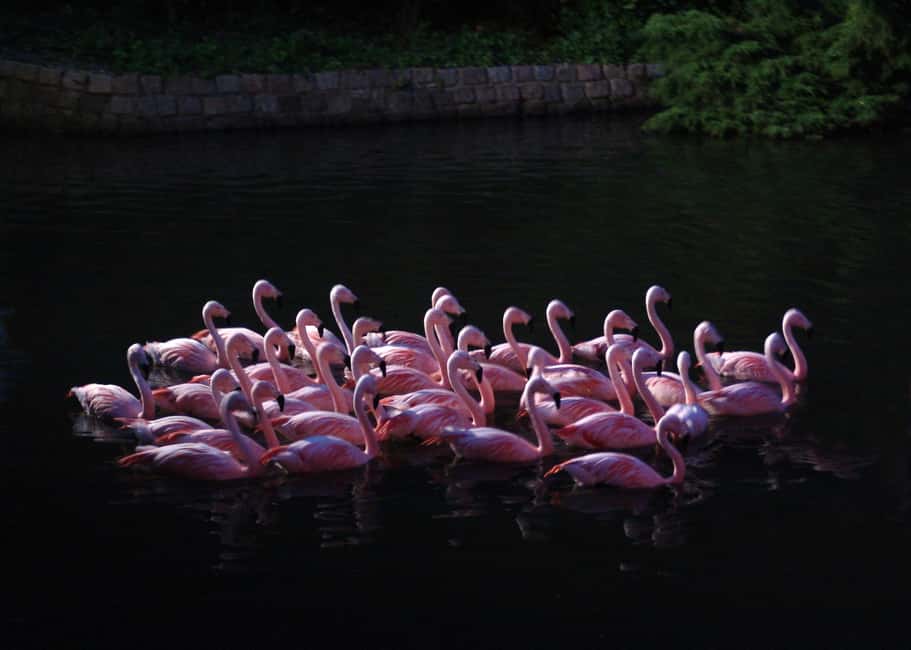 Amsterdam: ARTIS Royal Zoo Entry Ticket - Botanical garden and historic park strolls: where the calm part happens
