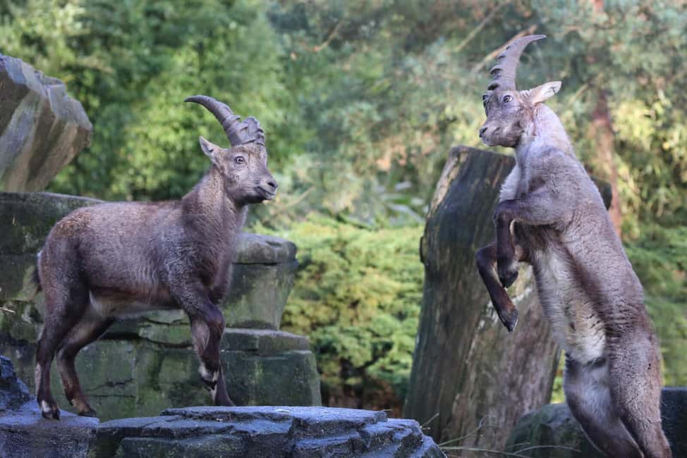 Amsterdam: ARTIS Royal Zoo Entry Ticket - How to plan your route so you don’t waste steps