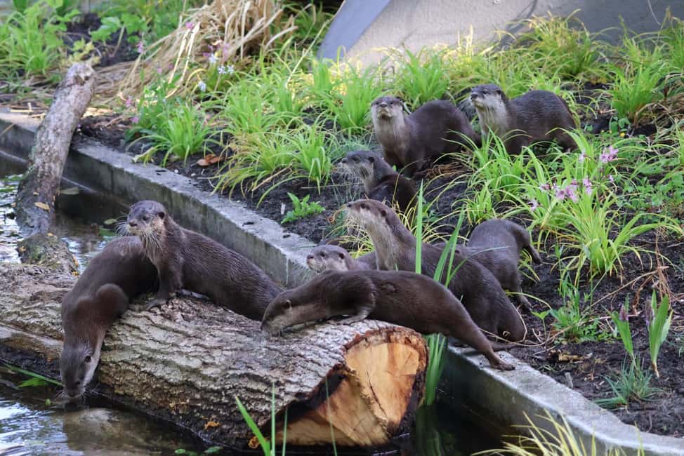 Amsterdam: ARTIS Royal Zoo Entry Ticket - Zookeeper presentations: check the schedule for sea lions and Asian elephants
