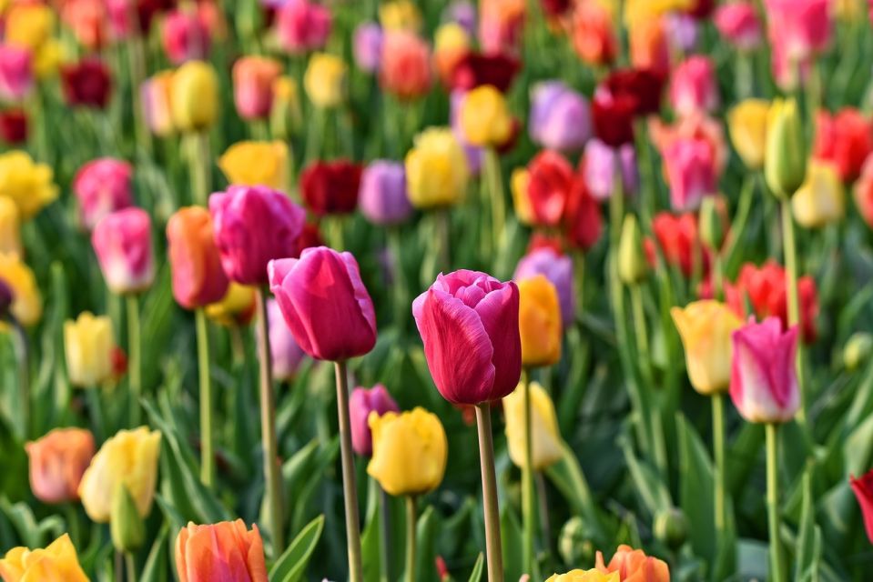 Amsterdam: Keukenhof and Zaanse Schans Live Guided Day Tour - Who this tour is for (and who should skip it)