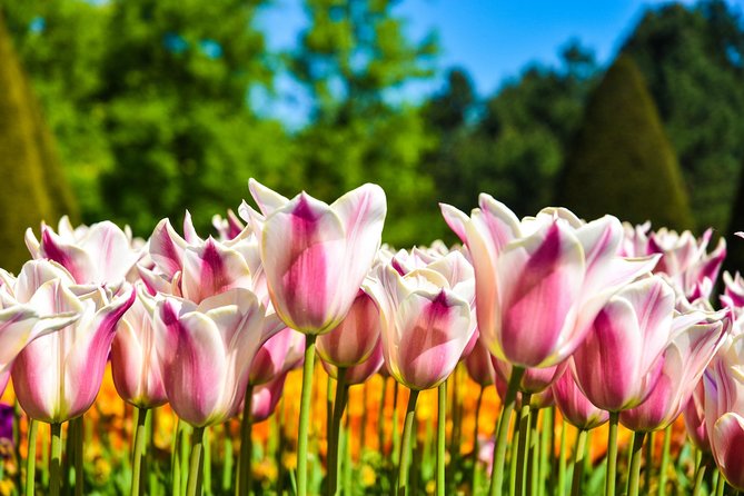 Amsterdam: Keukenhof and Zaanse Schans Windmills Guided Day Trip - Catharina Hoeve cheese farm tasting: short, sweet, and practical