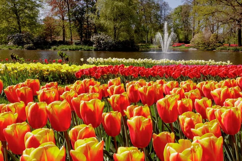 Amsterdam: Keukenhof Ticket and Roundtrip Shuttle Transfer - What’s included versus what you’ll still pay for