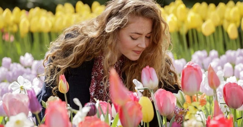 Amsterdam: Keukenhof Ticket and Roundtrip Shuttle Transfer - Price check: is $40 good value for Amsterdam to Keukenhof?