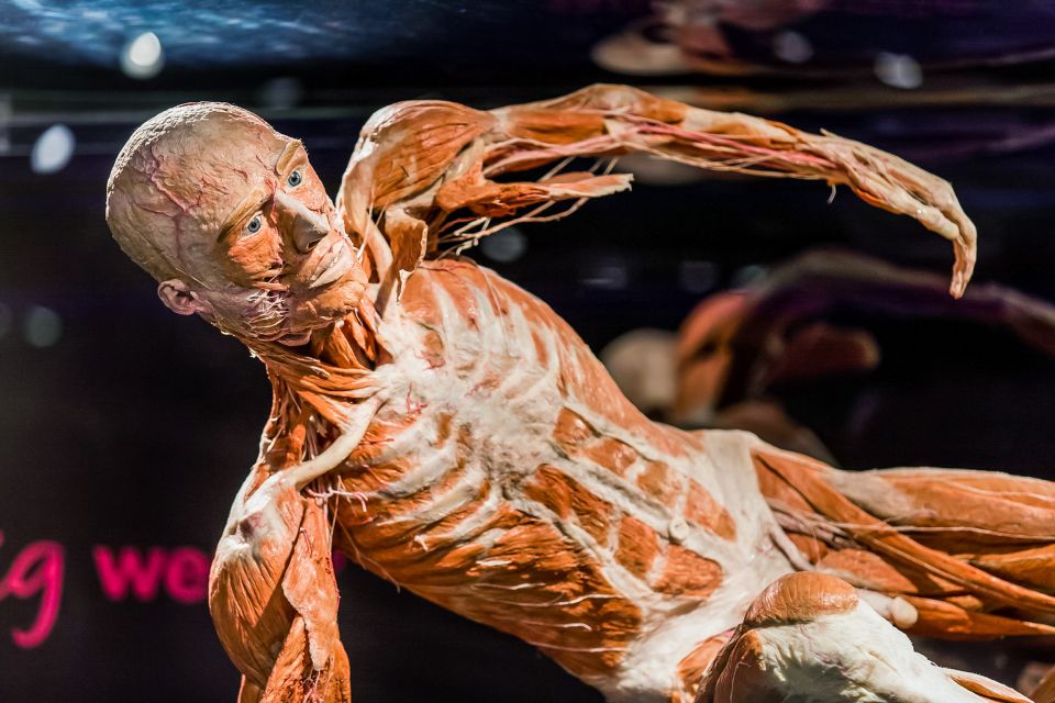 Body Worlds Amsterdam: The Happiness Project Ticket - What you’ll actually see: 200+ specimens and the plastination effect