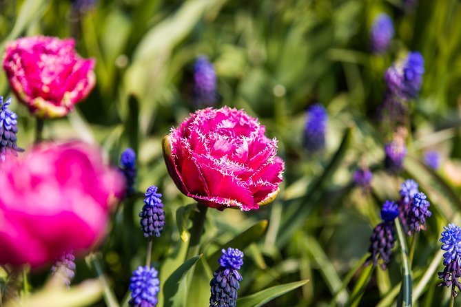 From Amsterdam: Keukenhof Gardens Ticket and Transfer - Optional Lovers Canal Cruise: when the audio tour adds a second “wow”