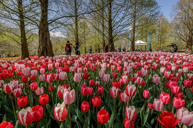 From Amsterdam: Keukenhof Gardens Ticket and Transfer - Price and value: what $41.51 really buys you