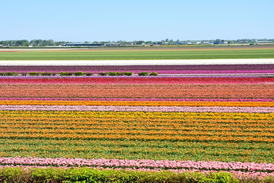 From Amsterdam: Keukenhof Gardens & Tulip Experience Tour - Show garden freedom: unlimited photos and why it changes the day