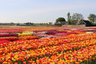 From Amsterdam: Keukenhof Gardens & Tulip Experience Tour - Tulip Experience Amsterdam: the indoor warm-up that pays off