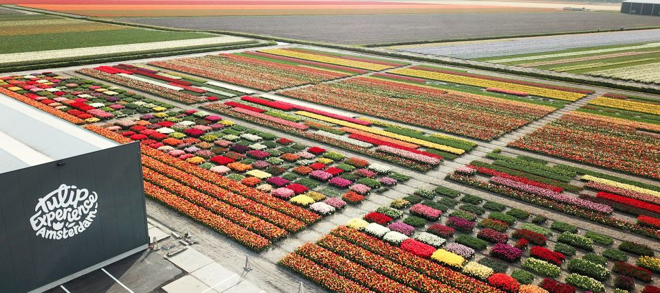 From Amsterdam: Keukenhof Gardens & Tulip Experience Tour - Keukenhof Gardens: 32 hectares, 15 kilometers of paths, and the crowd math
