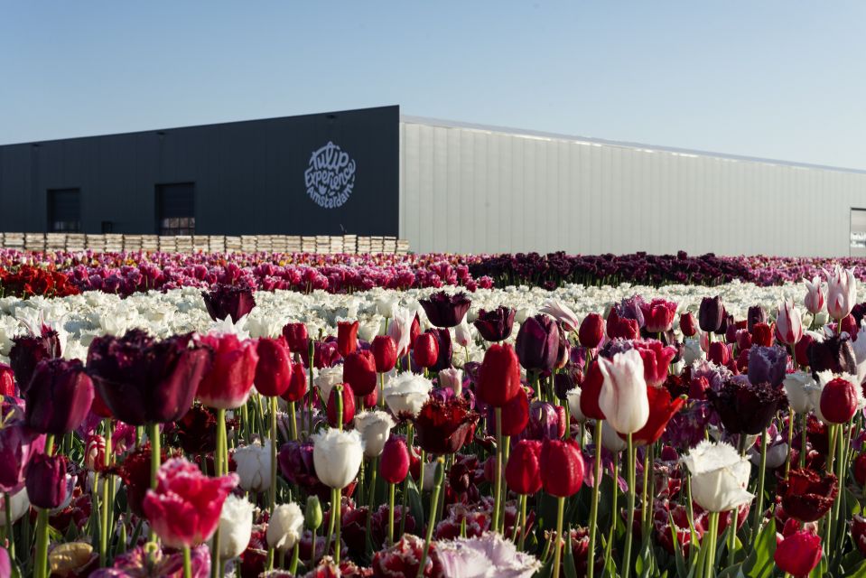From Amsterdam: Keukenhof Gardens & Tulip Experience Tour - Photo strategy for Keukenhof: how to avoid feeling rushed