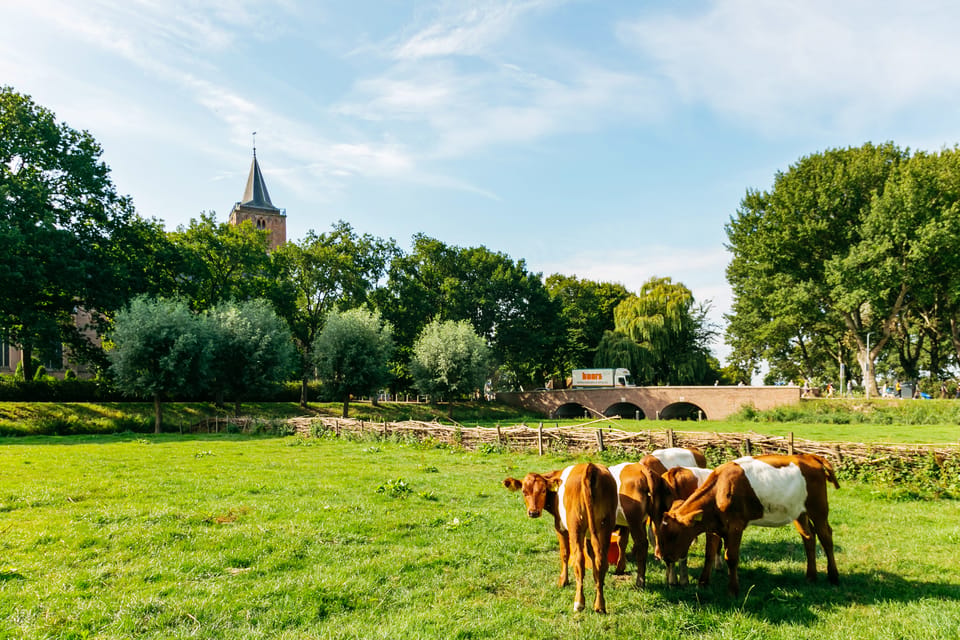 From Amsterdam: Zaanse Schans, Edam, & Marken Full-Day Trip - Logistics That Matter: Timing, Meeting Points, Luggage, and Comfort