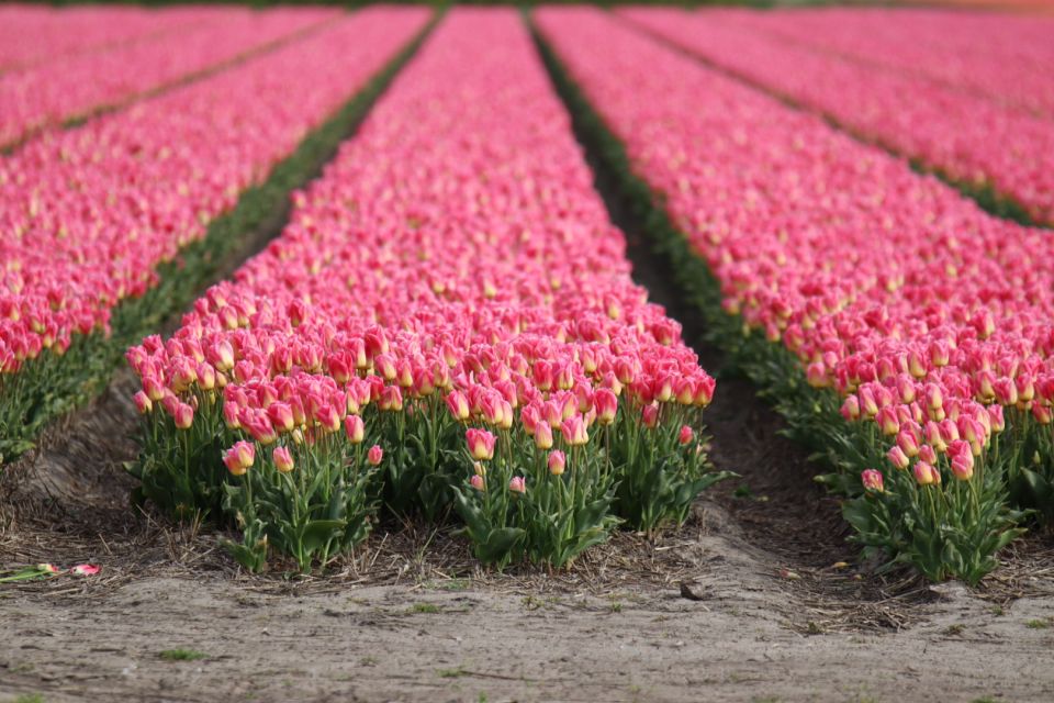 Keukenhof: Flower Fields Small-Group Cultural Bike Tour - Key highlights you’ll actually feel on the day
