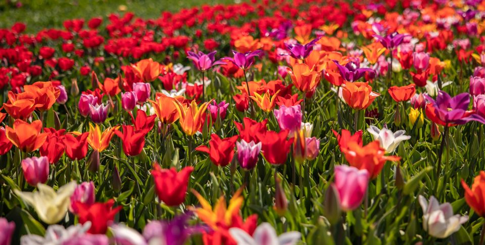 Keukenhof: Flower Fields Small-Group Cultural Bike Tour - Photo stops and what you should watch for