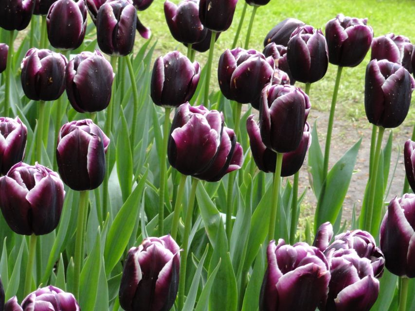 Keukenhof: Flower Fields Small-Group Cultural Bike Tour - How to plan your Keukenhof day: before or after the bike ride