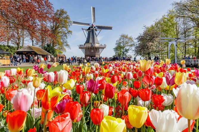 Keukenhof Gardens & Tulip Experience Tour from Amsterdam - A One-Day Tulip Plan from Amsterdam (With Tickets Already Handled)