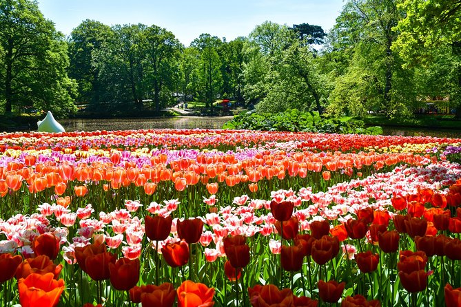 Keukenhof Gardens & Tulip Experience Tour from Amsterdam - On Your Own at the Gardens: The Real Deal About Being Non-Guided