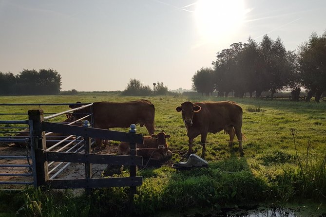 Zaanse Schans and Volendam Private Tour – Clogs, Cheese and More - Guide Power: Why This Feels VIP (When You Get the Right Host)